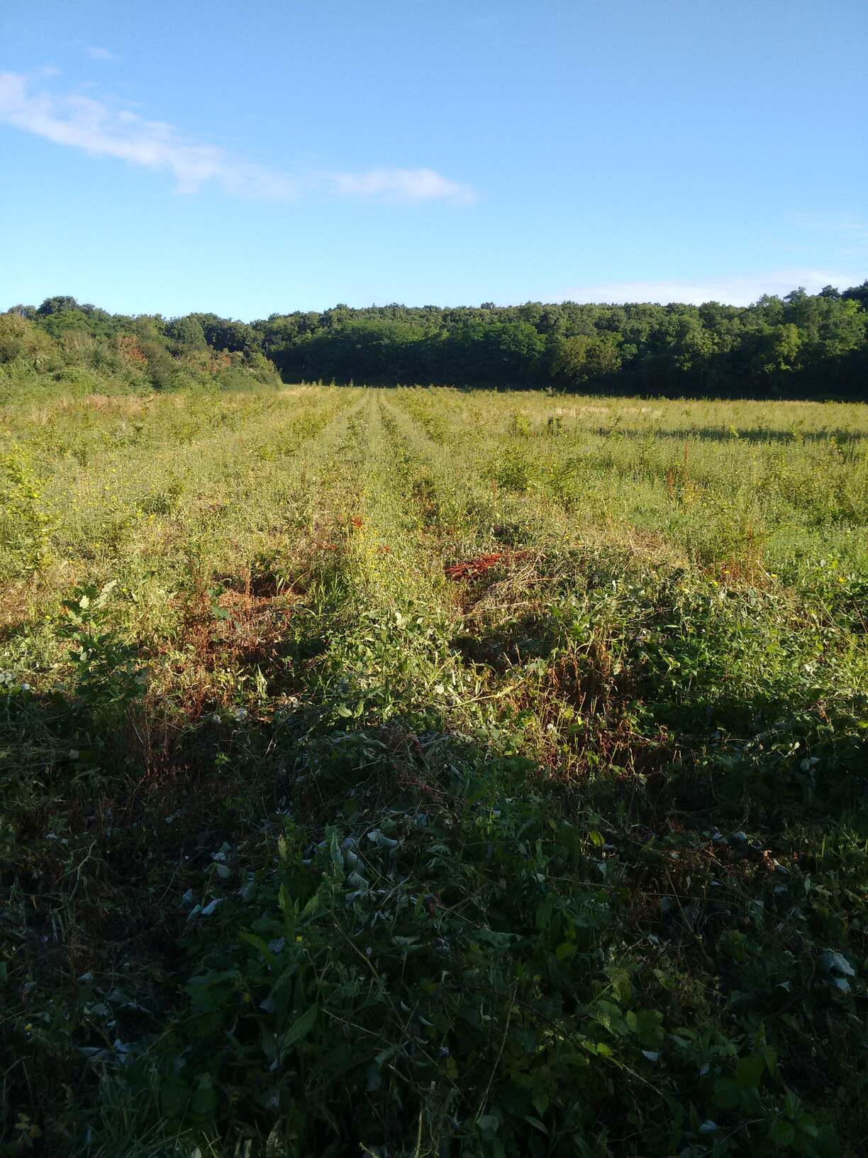 Dégagement de lignes d'une plantation