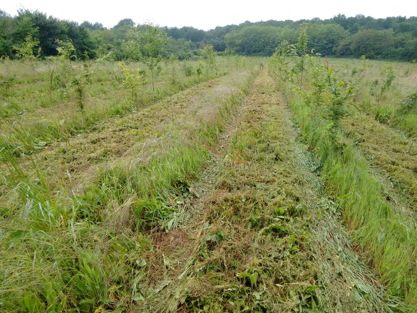 Girobroyage plantation